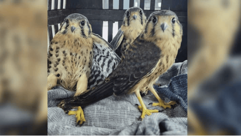 Cariacica resgata mais de 280 animais silvestres em dez meses; gambás lideram ocorrências