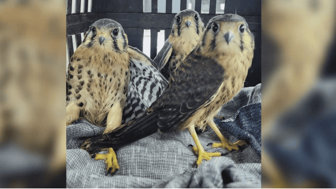 Cariacica resgata mais de 280 animais silvestres em dez meses; gambás lideram ocorrências