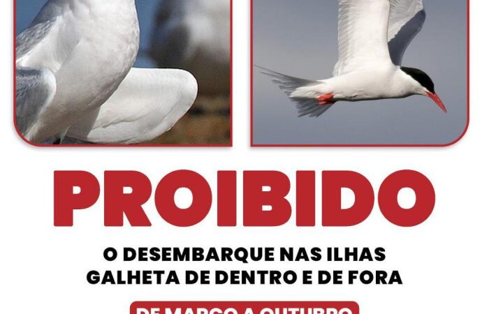 Quem navega pela costa de Vitória ainda precisa manter distância das Ilhas Galheta de Dentro e de Fora. O acesso aos dois locais permanece proibido até 31 de outubro para proteger aves marinhas em período de reprodução — uma fase em que a simples presença de pessoas pode interromper a incubação, provocar abandono de ninhos e colocar ovos e filhotes em risco.  A restrição está prevista na Lei Municipal nº 8.993/2016 e vale entre março e outubro. Neste período, desembarcar ou circular pelas ilhas pode interferir diretamente nas áreas usadas pelas aves para nidificação.  Entre as espécies que utilizam esses ambientes estão a andorinha-do-mar-de-bico-amarelo (Sterna eurygnatha) e a andorinha-do-mar-de-bico-vermelho (Sterna hirundinacea).  Os ninhos podem ser construídos diretamente sobre o solo, com ovos camuflados entre pedras e outros elementos naturais. Essa característica torna a aproximação especialmente arriscada: quem desembarca pode pisar em ovos ou filhotes sem sequer perceber.  A movimentação humana também pode fazer com que as aves adultas deixem temporariamente os ninhos, aumentando a vulnerabilidade da nova geração.  Por isso, a Secretaria Municipal de Meio Ambiente (Semmam) reforça a campanha de educação ambiental voltada à proteção das ilhas e chama a atenção de navegadores, pescadores e frequentadores do litoral para o cumprimento da restrição até o fim do mês.  Proteção não termina em outubro O encerramento do período de acesso proibido não significa que as ilhas deixem de exigir cuidados.  Mesmo fora da época de restrição, continuam proibidas condutas que possam degradar o ambiente ou perturbar a fauna, como acender fogueiras, retirar vegetação, levar animais domésticos ou exóticos, pescar, pernoitar e interferir na avifauna.  Para o secretário municipal de Meio Ambiente, Anderson Barbosa, preservar esses locais exige atenção durante todo o ano: “As ilhas são áreas de reprodução, alimentação e descanso para diferentes espécies. Respeitar o período de restrição é indispensável, mas o cuidado não termina quando outubro acaba. Quem utiliza o litoral precisa entender que está compartilhando esses ambientes com a fauna e que algumas atitudes podem comprometer todo um ciclo reprodutivo”, destaca.  Mudança no local dos ninhos acende alerta O acompanhamento da fauna marinha também trouxe um sinal de atenção neste ano.  Em 2026, o Instituto de Pesquisa e Reabilitação de Animais Marinhos (Ipram) relatou uma mudança no local de nidificação das trinta-réis-de-bando, que passaram a utilizar uma pilastra da Terceira Ponte para construir seus ninhos.  A presença humana frequente nas ilhas foi apontada pela instituição como uma das hipóteses que podem ter contribuído para essa mudança. O registro reforça a necessidade de reduzir interferências justamente nos ambientes escolhidos pelas aves para reprodução.  Distância também é proteção Para quem navega ou pratica atividades de lazer nas proximidades das Ilhas Galheta, a orientação é manter distância das aves, não se aproximar de ninhos ou filhotes e não deixar resíduos no ambiente.  A preservação dessas áreas depende também de um comportamento simples: observar sem interferir. Nas próximas semanas, enquanto o período de restrição permanecer em vigor, isso significa não desembarcar nas ilhas e permitir que as aves completem seu ciclo reprodutivo com o mínimo de perturbação possível.