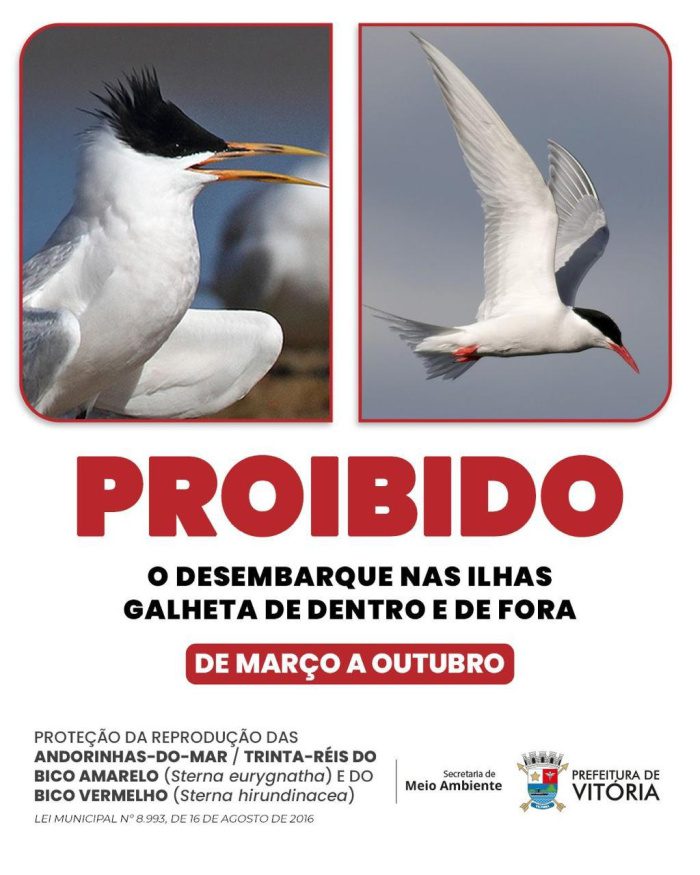Quem navega pela costa de Vitória ainda precisa manter distância das Ilhas Galheta de Dentro e de Fora. O acesso aos dois locais permanece proibido até 31 de outubro para proteger aves marinhas em período de reprodução — uma fase em que a simples presença de pessoas pode interromper a incubação, provocar abandono de ninhos e colocar ovos e filhotes em risco.  A restrição está prevista na Lei Municipal nº 8.993/2016 e vale entre março e outubro. Neste período, desembarcar ou circular pelas ilhas pode interferir diretamente nas áreas usadas pelas aves para nidificação.  Entre as espécies que utilizam esses ambientes estão a andorinha-do-mar-de-bico-amarelo (Sterna eurygnatha) e a andorinha-do-mar-de-bico-vermelho (Sterna hirundinacea).  Os ninhos podem ser construídos diretamente sobre o solo, com ovos camuflados entre pedras e outros elementos naturais. Essa característica torna a aproximação especialmente arriscada: quem desembarca pode pisar em ovos ou filhotes sem sequer perceber.  A movimentação humana também pode fazer com que as aves adultas deixem temporariamente os ninhos, aumentando a vulnerabilidade da nova geração.  Por isso, a Secretaria Municipal de Meio Ambiente (Semmam) reforça a campanha de educação ambiental voltada à proteção das ilhas e chama a atenção de navegadores, pescadores e frequentadores do litoral para o cumprimento da restrição até o fim do mês.  Proteção não termina em outubro O encerramento do período de acesso proibido não significa que as ilhas deixem de exigir cuidados.  Mesmo fora da época de restrição, continuam proibidas condutas que possam degradar o ambiente ou perturbar a fauna, como acender fogueiras, retirar vegetação, levar animais domésticos ou exóticos, pescar, pernoitar e interferir na avifauna.  Para o secretário municipal de Meio Ambiente, Anderson Barbosa, preservar esses locais exige atenção durante todo o ano: “As ilhas são áreas de reprodução, alimentação e descanso para diferentes espécies. Respeitar o período de restrição é indispensável, mas o cuidado não termina quando outubro acaba. Quem utiliza o litoral precisa entender que está compartilhando esses ambientes com a fauna e que algumas atitudes podem comprometer todo um ciclo reprodutivo”, destaca.  Mudança no local dos ninhos acende alerta O acompanhamento da fauna marinha também trouxe um sinal de atenção neste ano.  Em 2026, o Instituto de Pesquisa e Reabilitação de Animais Marinhos (Ipram) relatou uma mudança no local de nidificação das trinta-réis-de-bando, que passaram a utilizar uma pilastra da Terceira Ponte para construir seus ninhos.  A presença humana frequente nas ilhas foi apontada pela instituição como uma das hipóteses que podem ter contribuído para essa mudança. O registro reforça a necessidade de reduzir interferências justamente nos ambientes escolhidos pelas aves para reprodução.  Distância também é proteção Para quem navega ou pratica atividades de lazer nas proximidades das Ilhas Galheta, a orientação é manter distância das aves, não se aproximar de ninhos ou filhotes e não deixar resíduos no ambiente.  A preservação dessas áreas depende também de um comportamento simples: observar sem interferir. Nas próximas semanas, enquanto o período de restrição permanecer em vigor, isso significa não desembarcar nas ilhas e permitir que as aves completem seu ciclo reprodutivo com o mínimo de perturbação possível.