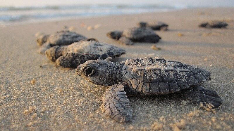 Prefeitura de Vila Velha orienta como fazer ao encontrar animal marinho