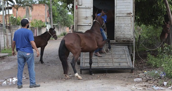 Operação Cavalo de Tróia resgata animais sob maus tratos na Região 5