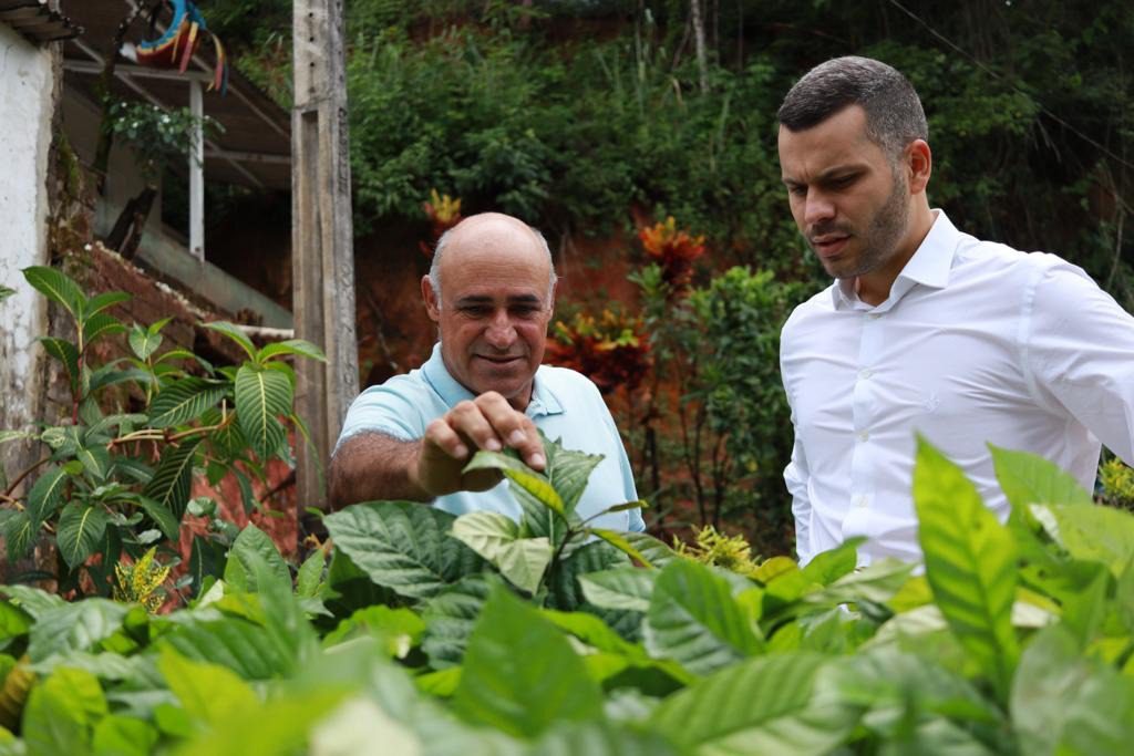 Produtores rurais de Viana recebem 30 mil mudas de café conilón