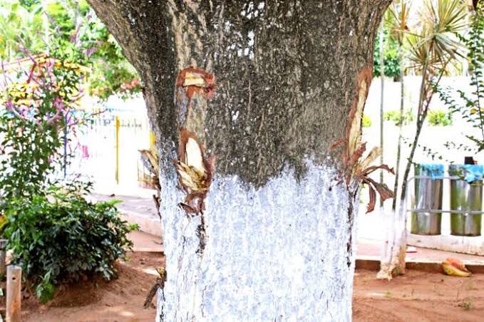 Sérgio Meneguelli quer evitar vandalismo em árvores no Espirito Santo