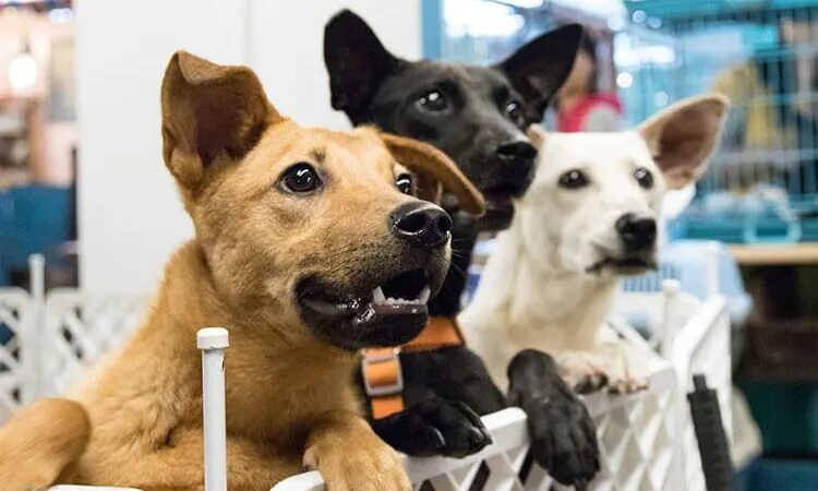 Prefeitura da Serra promove feira de adoção de animais neste sábado (29)