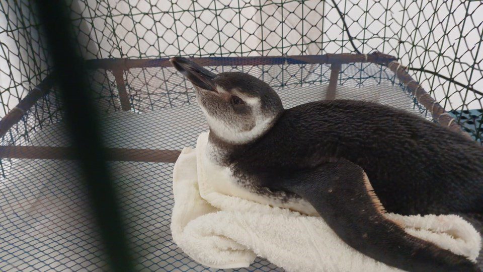 Pinguins começam a chegar ao Estado e Iema (Instituto Estadual de Meio Ambiente) orienta sobre o resgate.