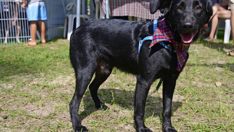 Sábado terá evento de adoção de animais no Parque Pedra da Cebola.