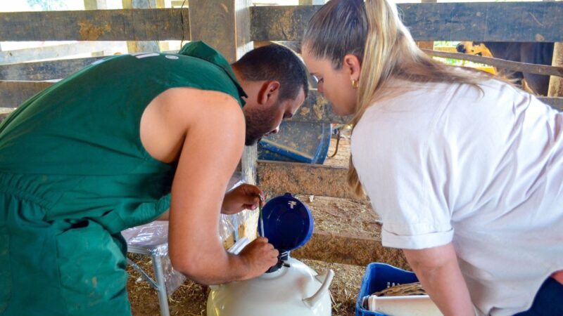 Ação inédita e gratuita: Prefeitura e Conafer realizam o primeiro ciclo de inseminação artificial em bovinos