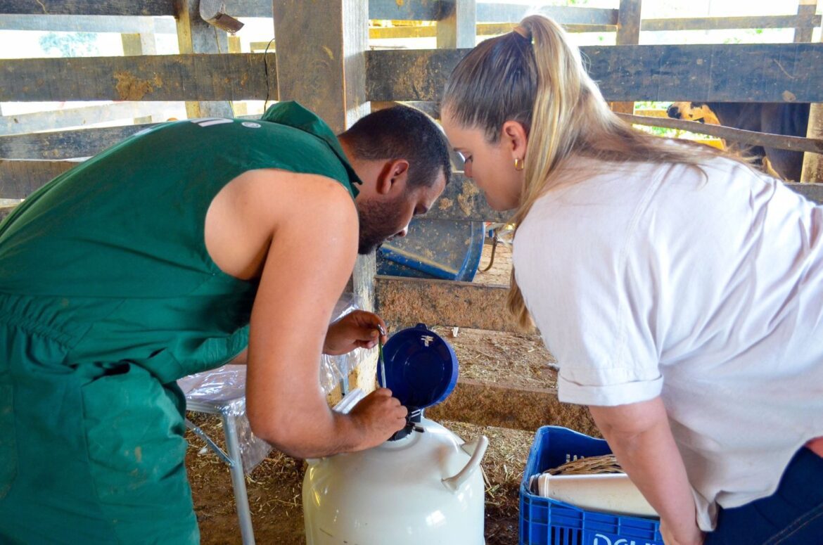 Ação inédita e gratuita: Prefeitura e Conafer realizam o primeiro ciclo de inseminação artificial em bovinos