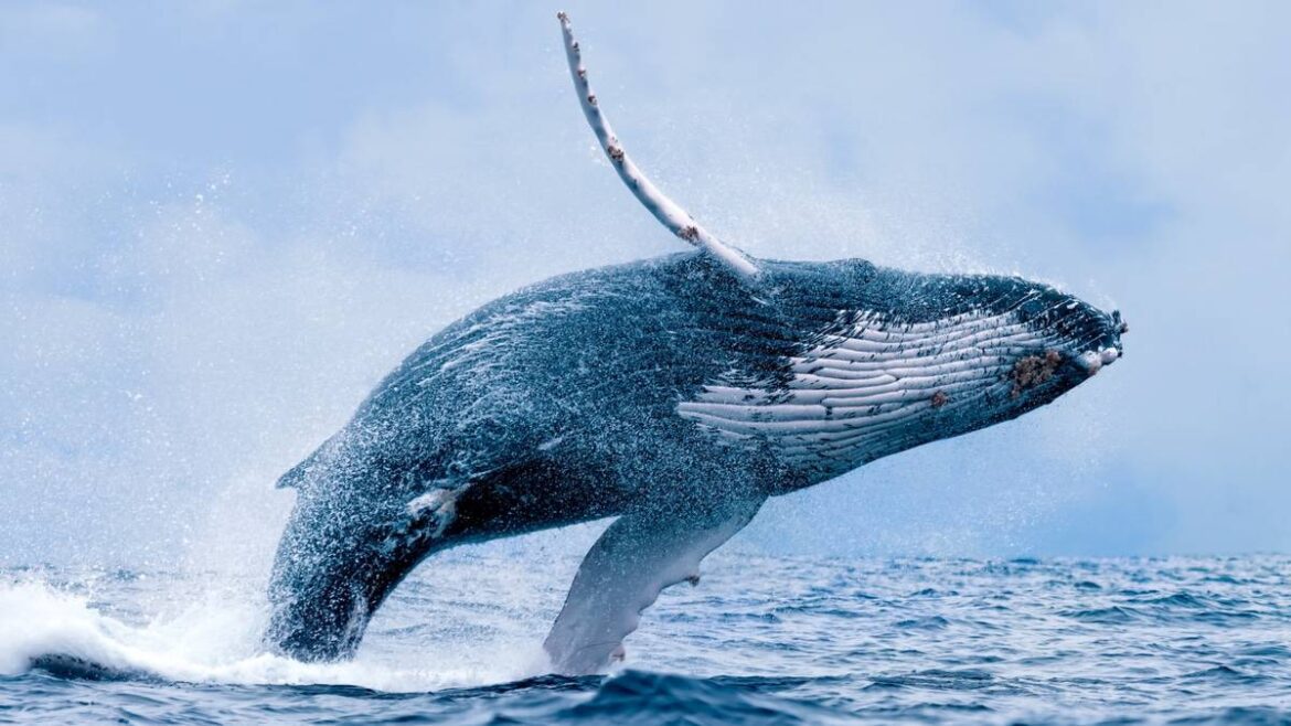 Começa a temporada de passeios para ver as baleias jubarte.