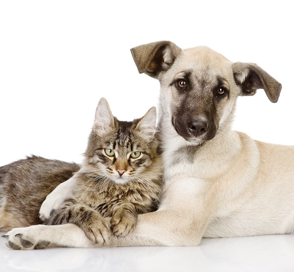 A Expo Aracruz promove ações de adoção responsável de cães e gatos na sua 24ª edição.