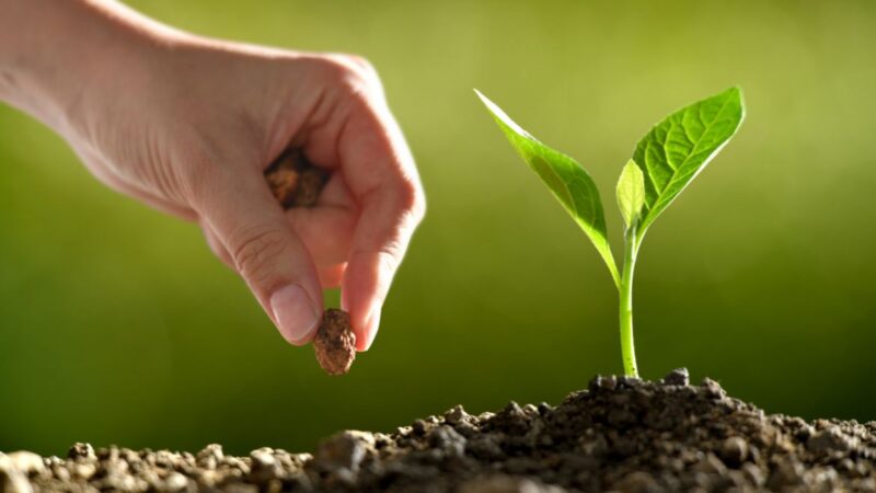 Resgate da ancestralidade e produção de alimentos é tema de workshop.                 Inscrições estão abertas