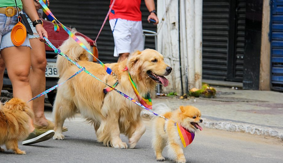 Terceira Edição da “Cãominhada” Precisa Ser Adiada por Motivos Logísticos.