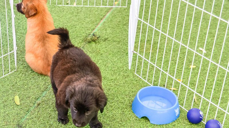 Adoção de Pets: Faça Seu Lar Mais Feliz neste Final de Semana!