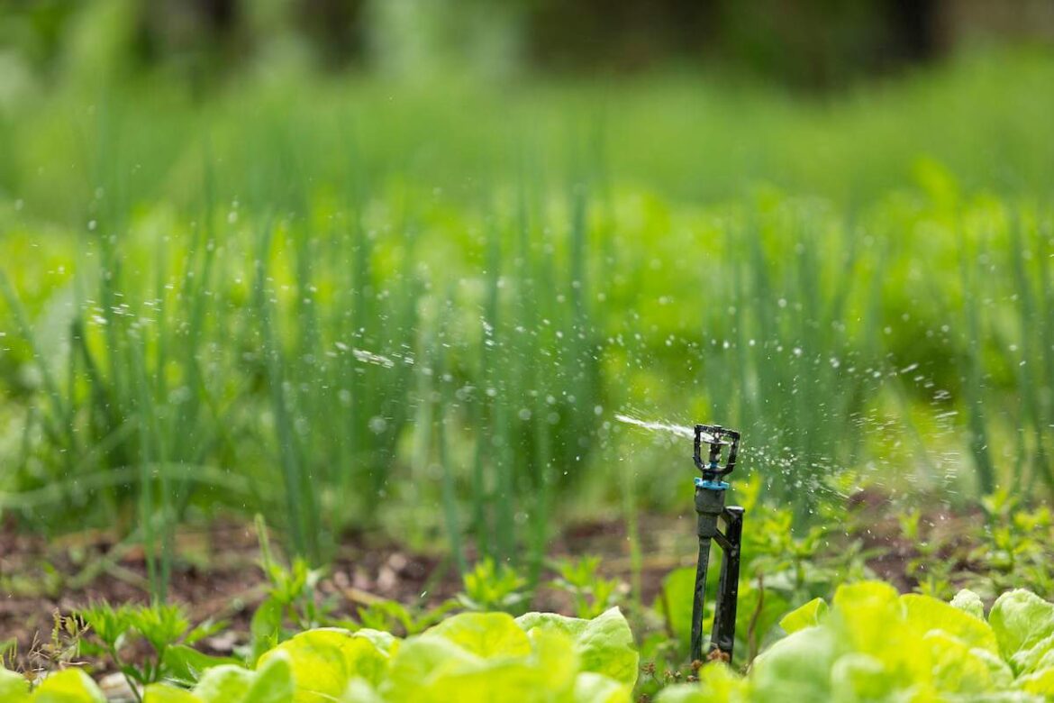 Adaptação Agrícola: Agricultores do ES Recorrem à Irrigação Noturna devido à Estiagem