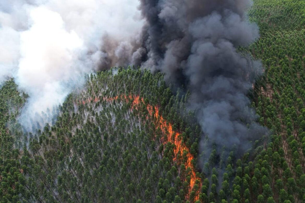 Alerta Ambiental: Incêndios no Norte do Estado Geram Insegurança e Prejuízo para Empresas e Produtores Rurais