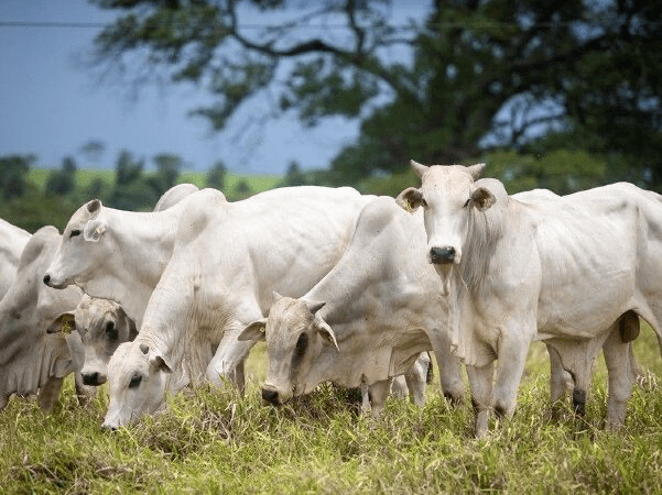 Termômetros em Alta: Pecuaristas no ES Preocupados com Efeitos da Onda de Calor no Gado