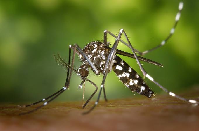 Alerta Epidêmico: Espírito Santo Lidera em Casos de Dengue com Maior Incidência no Brasil