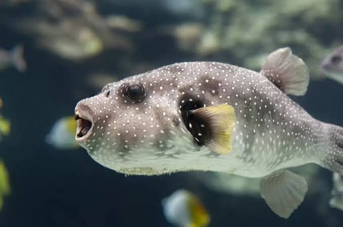 Estudo do Peixe Baiacu que causou Morte no ES: Toxinas e Espécies Menores Emergem como Principais Riscos, Conclui Pesquisa