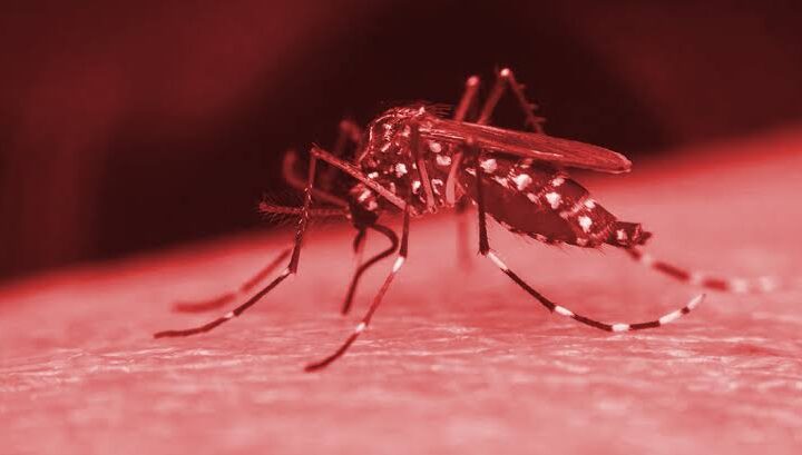 Alerta: Linhares Registra Primeira Morte por Dengue no ES em 2024