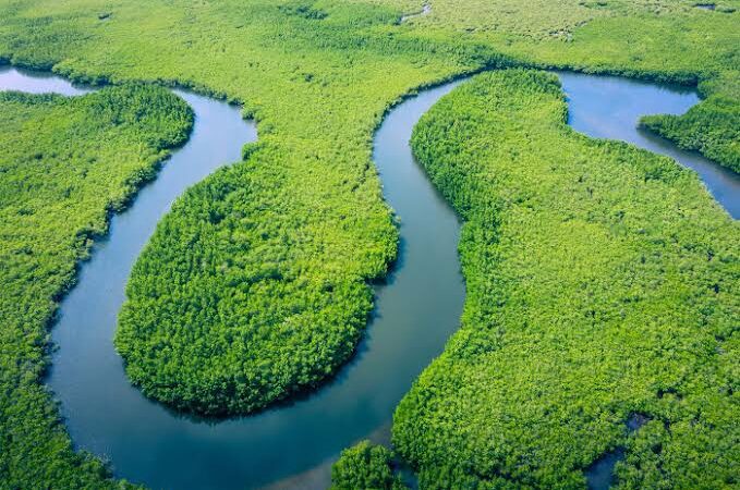 Apoio Internacional: Japão Faz sua Primeira Promessa de Doação ao Fundo Amazônia