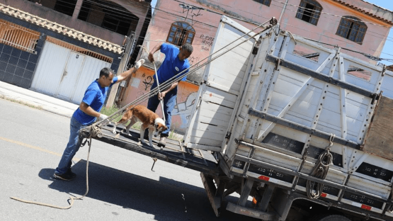 Prefeitura Resgata 26 Animais Sofrendo Maus-Tratos em Cariacica