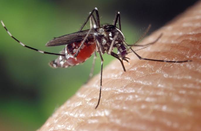 Alerta Nacional: Brasil se Aproxima da Marca de 1 Milhão de Casos Prováveis de Dengue