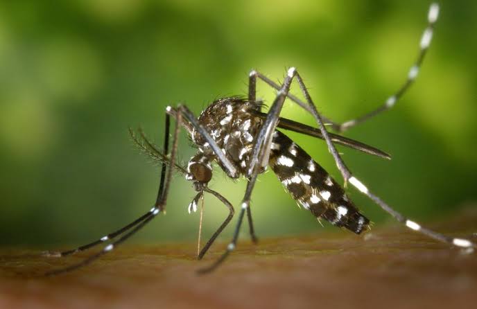 Alerta de Saúde: Conheça Mais sobre a Chikungunya, Transmitida pelo Aedes Aegypti