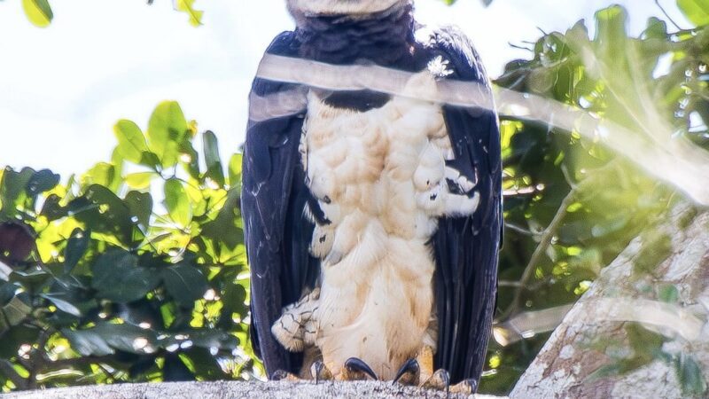 Visão Majestosa: Águias são Flagradas na Mata Atlântica Capixaba