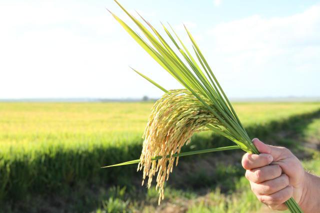 Tragédia no Rio Grande do Sul afeta produções de arroz e soja