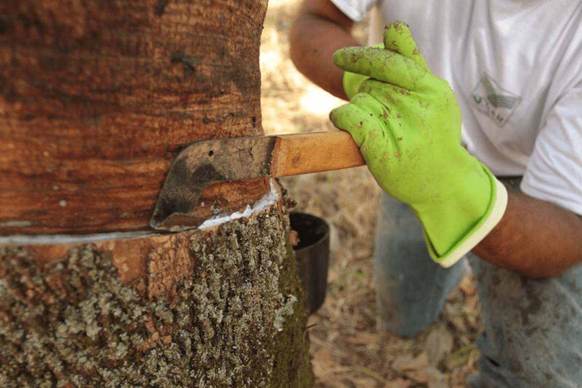 Incentivos à Produção de Borracha Natural em Pauta na Ales