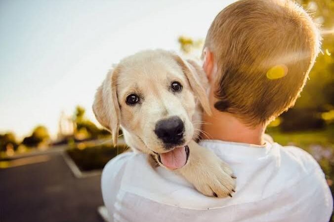 Feira de Adoção de Cães e Gatos Acontece Neste Sábado na Praça de Campo Grande