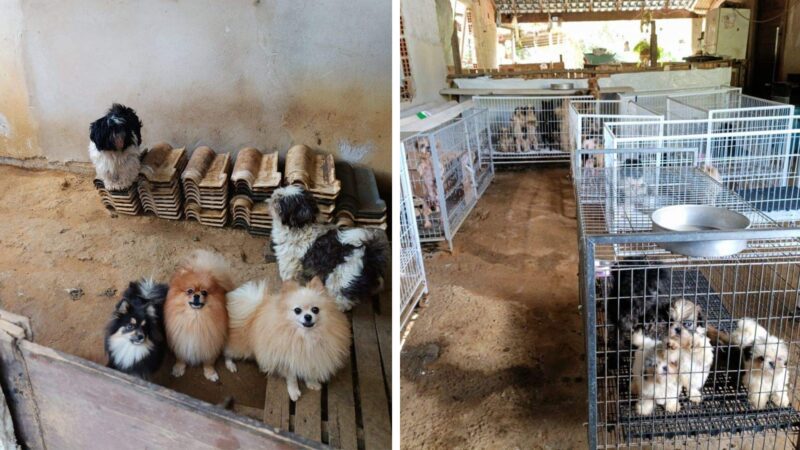 Polícia Resgata Mais de 140 Cães Maltratados em Canil Irregular no ES