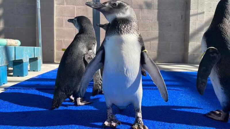 Aqui no ES, Pinguins resgatados em condições críticas são submetidos a fisioterapia para retornarem ao mar