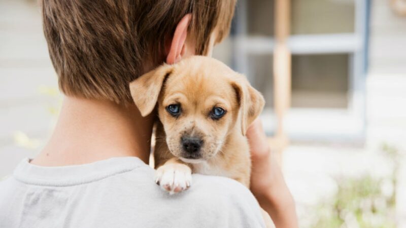 Programa Arca na Serra com novas ferramentas no site que tornam a adoção de pets agora mais fácil